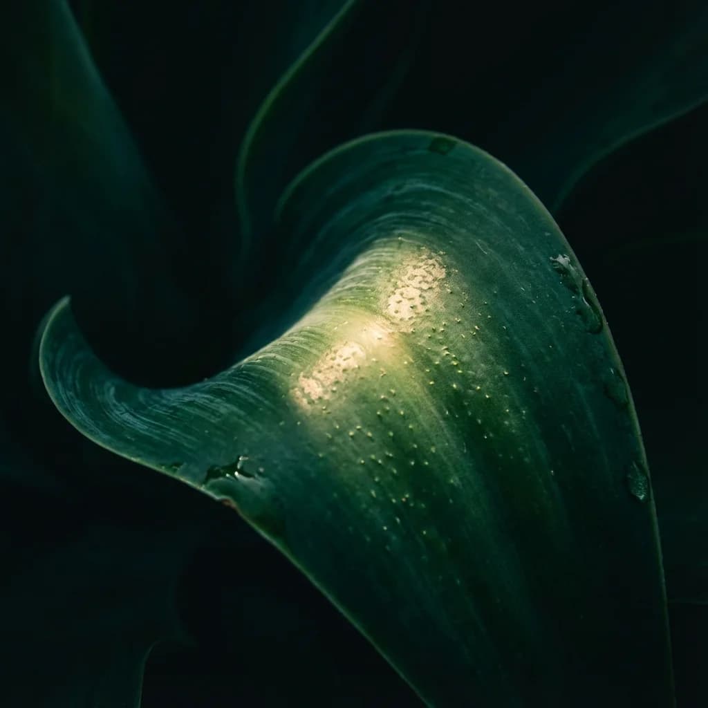 Macro Botanical Details